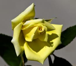 yellowrose